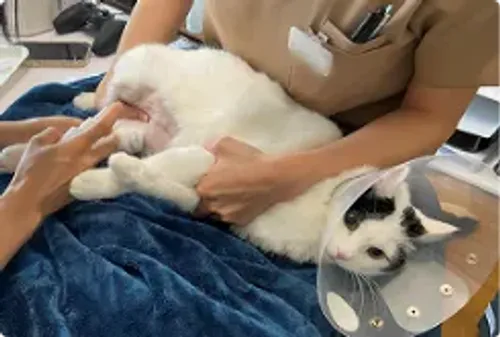 猫の往診シーン