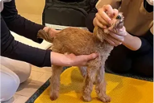 犬の往診シーン